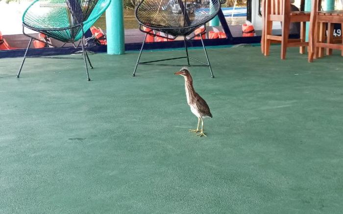 The Secret Eco Lodge 