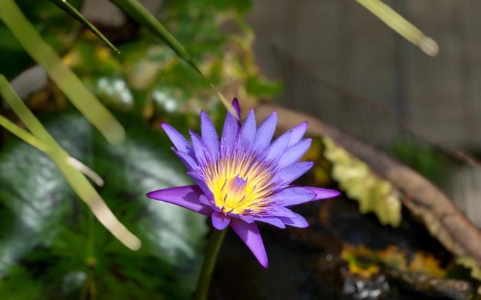 Garden Homestay