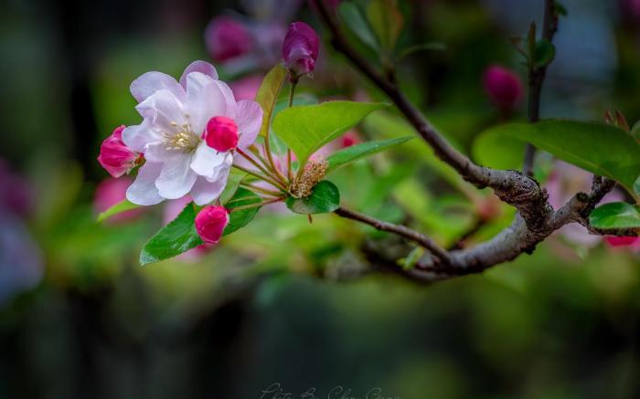 Floral Tongli West Pavilion Xinyuan Homestay