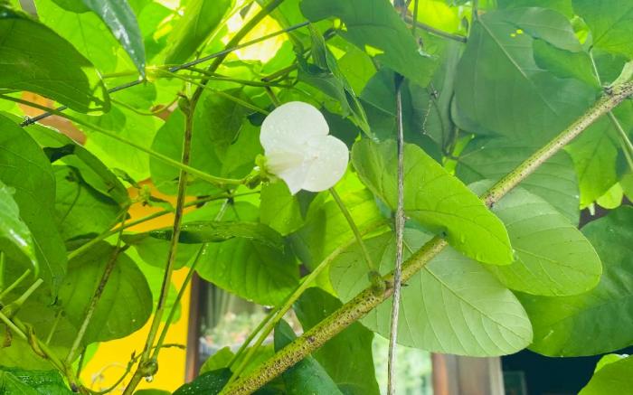 Nhà của Nếp