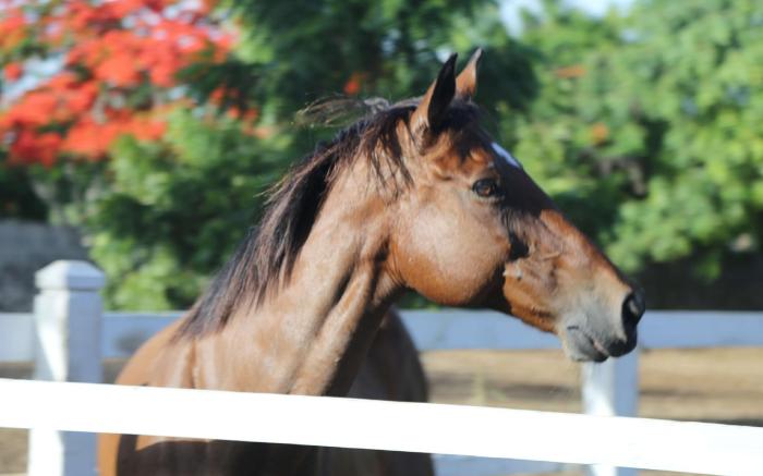 Hotel Casa Hemingway