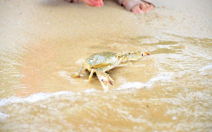 Sheraton Samui Resort