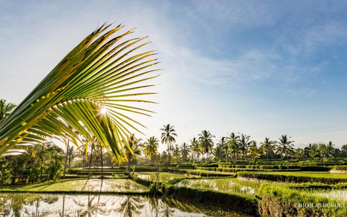Hati Padi Cottages