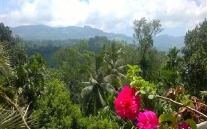 Rainforest Lodge