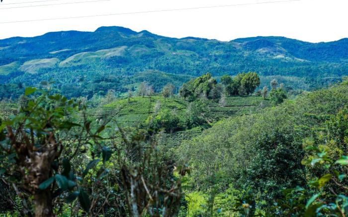 Rainforest Lodge Deniyaya Singheraja