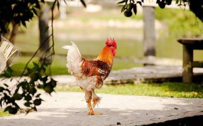 Fazzenda Park Resort