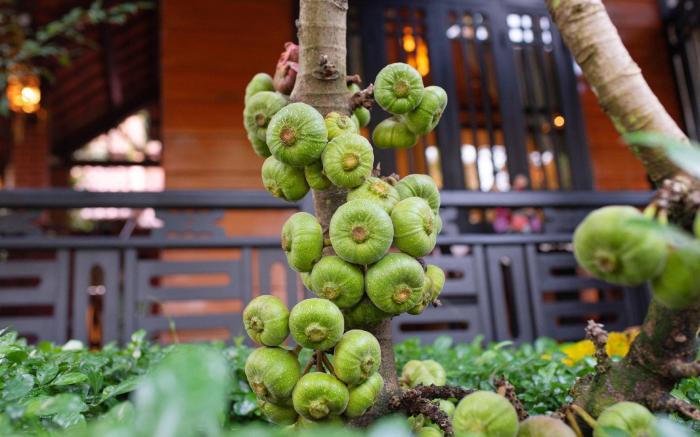 Betel Garden Villas