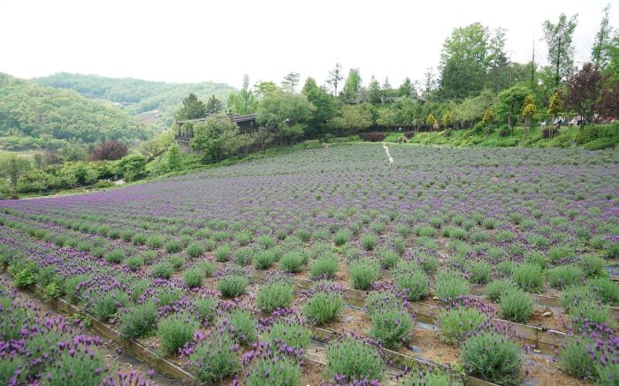 Yeoncheon herb village