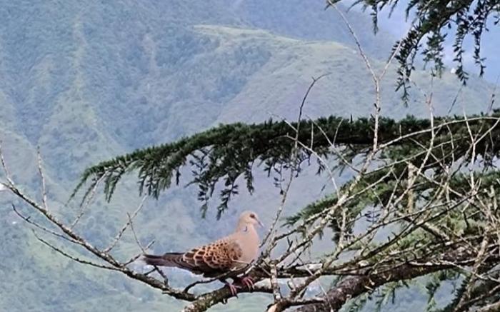 The Pine Villa Mussoorie