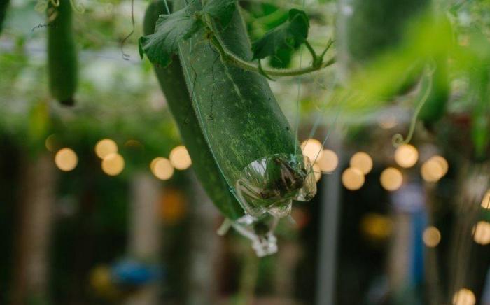 Huế Lotus Homestay