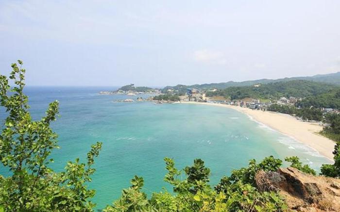 Samcheok RodemTree