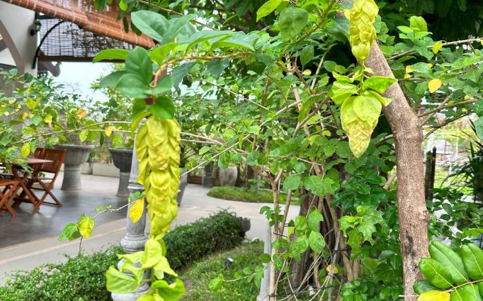 Moringa Tree Maison