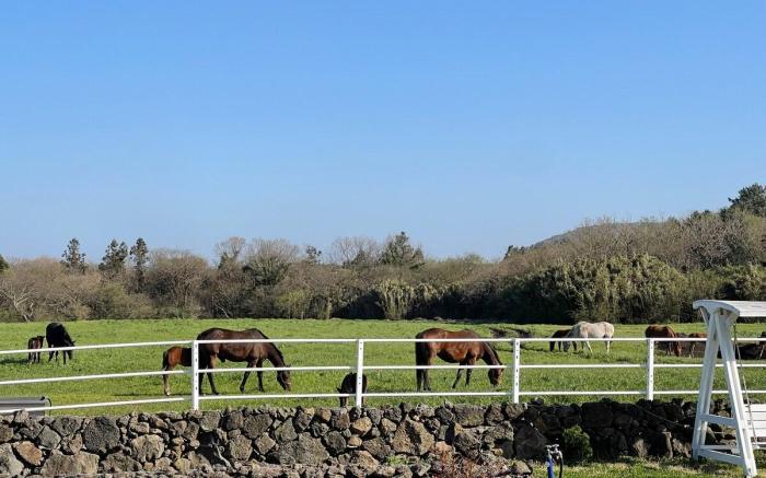 Pony Jeju [Couple Room 107] Hallasan 10 minutes