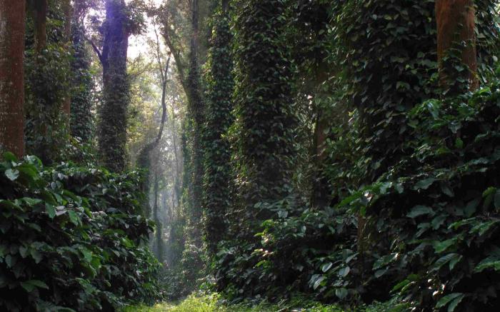 Heights Farm Stay - Coffee Estate Stay