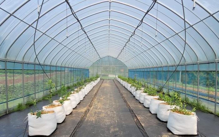 Uljin Wangpicheon Healing Farm