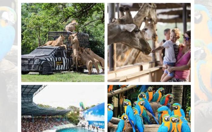 H1, Fast Free Wifi, Safariworld
