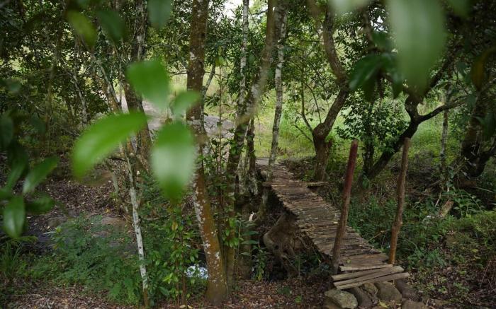 Doctor’s Forest House