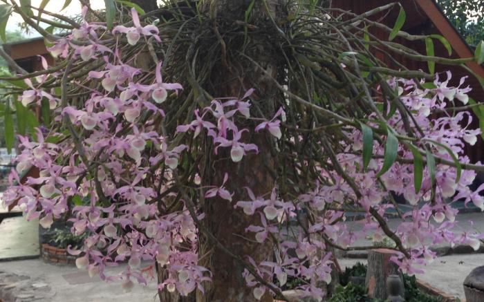 Lunda Orchid Resort
