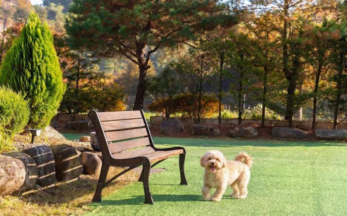 Gapeyong FourSeason Pet Glamping Caravan