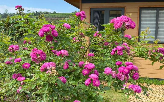 An Nhiên Homestay Bảo Lộc