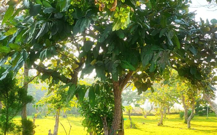 Nature Lovers Resort