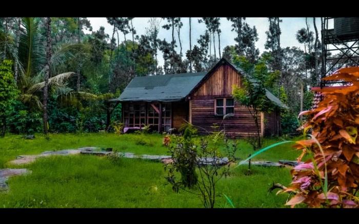 Grevillea retreat