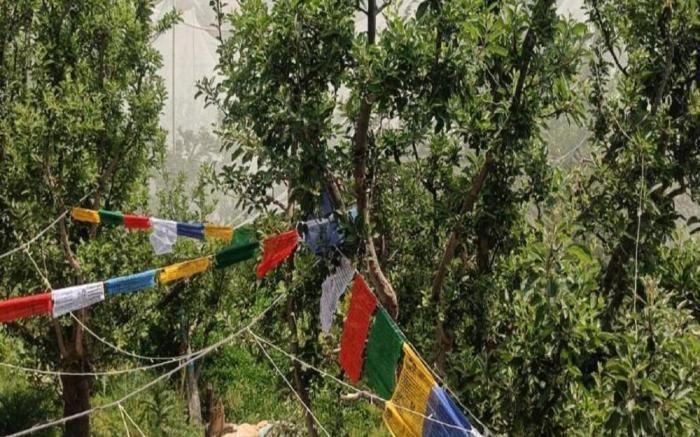 Himalayan Yew Camps and Homestay by StayApart