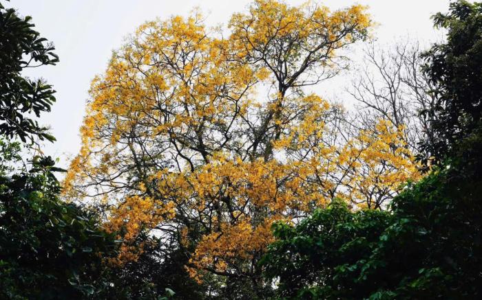 Hồng Phúc 5 Hotel