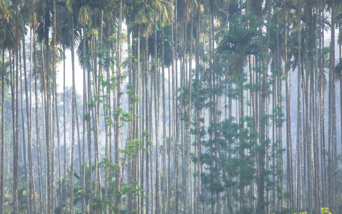 Coorg Wild Walk, Nagarhole