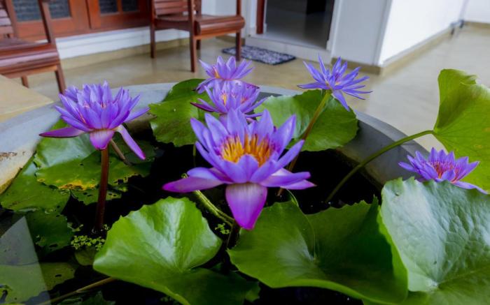 Lotus Residence