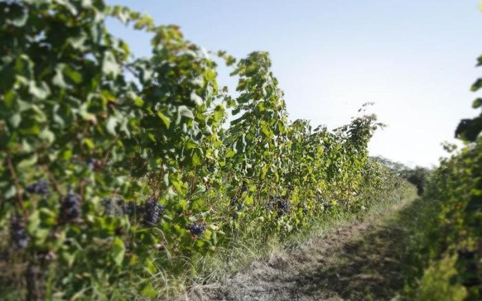 La Trigola