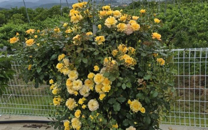 Cheongdo Peach Blossom Private Pension