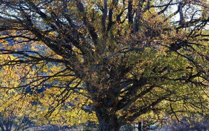 Tophouse Historic Guesthouse