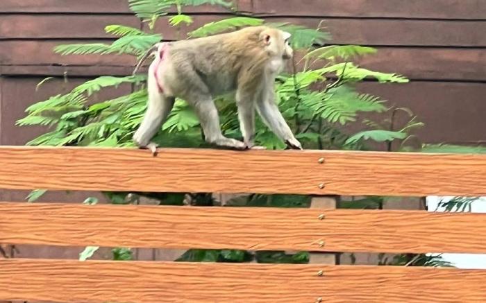 Swan Lake Cozy 2BRs plus 2Baths at Khao Yai National Park