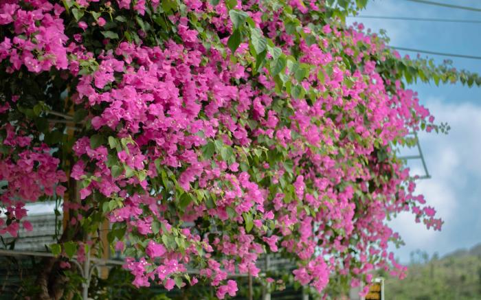 An Peaceful Homestay