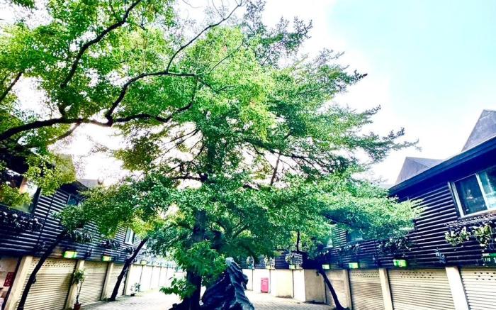 常春藤汽車旅館