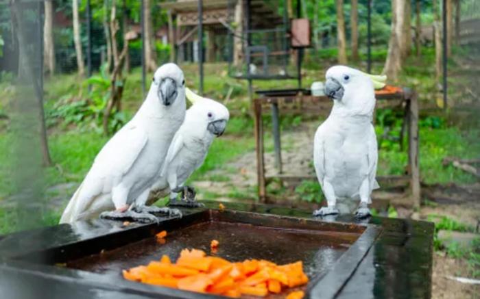 Kasuari Exotic Resort Magelang