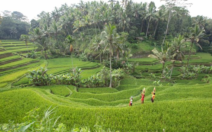 Ascarya Ubud
