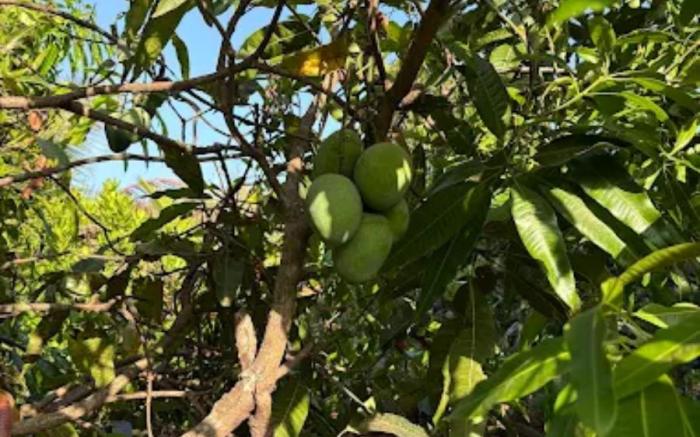 Desai's Mango Retreat