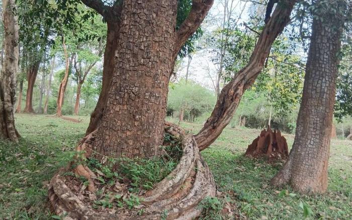 Forest Brew Resort Wayanad 