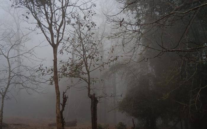 Forest Brew Resort Wayanad 