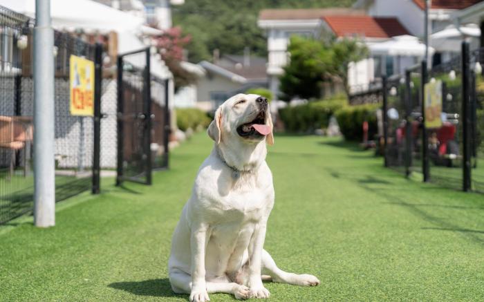 Evergreen Pet-Friendly Pension, Taean