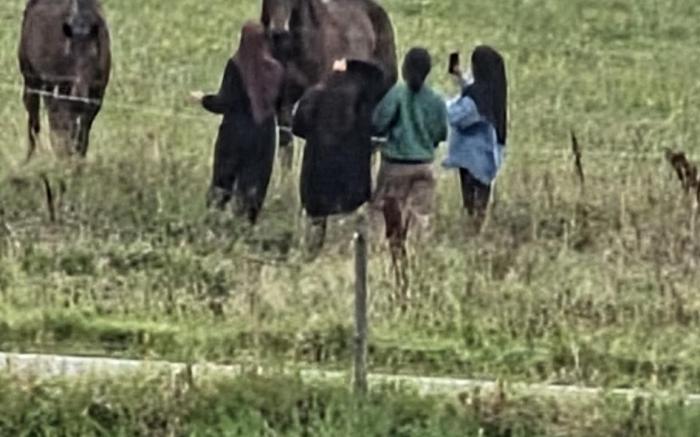 Cozy room in beautiful swedish country side wive  