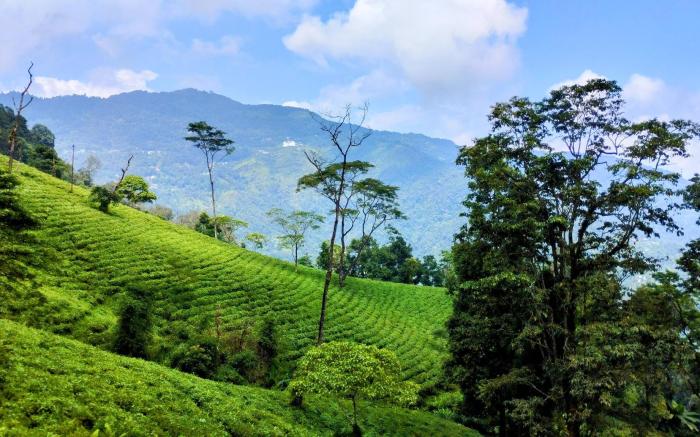 TINCHULEY PINE SHELTER homestay