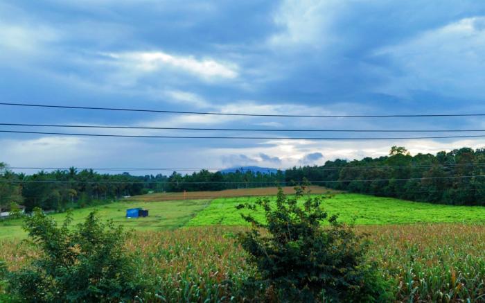 Coorg Peacock Feather Homestay