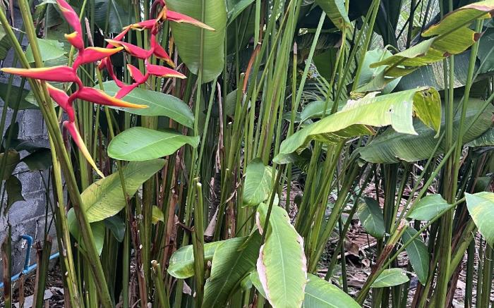 Olala Café and Bungalow 