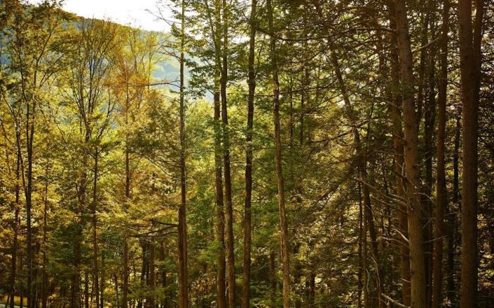 Postcard Cabins Dale Hollow