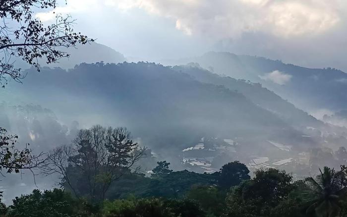 Camelliana Horizon Pongyang