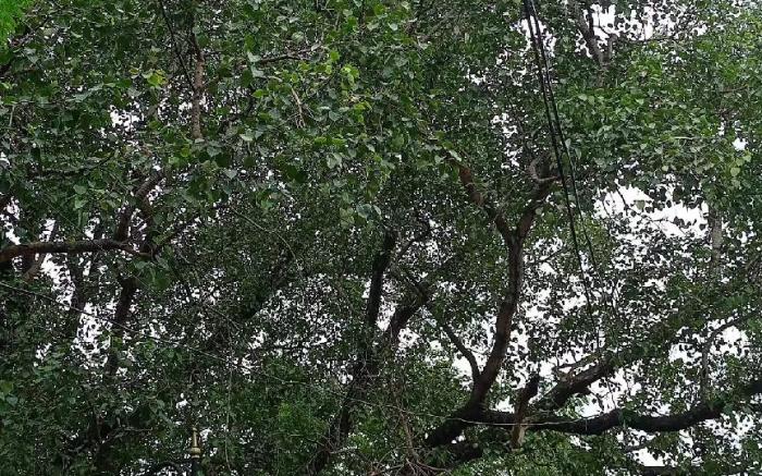 The Ghat Stays, near Assi Ghat.