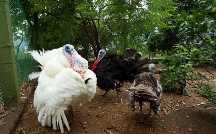 Harvest Fresh Farms Home Stay